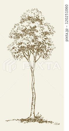 Vector drawing. Big tall tree Vector drawing. Big tall tree 120251060