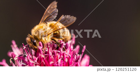 Macrophotography of bee pollinating a purple garlic flower 120251120