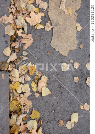 outdated road markings and broken asphalt. pedestrian crossing top view. autumn leaves 120251129