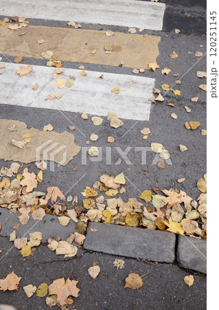 outdated road markings and broken asphalt. pedestrian crossing top view. autumn leaves 120251145
