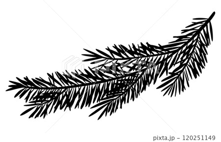 Vector illustration with silhouette of Pine or Fir branches. Drawing with Christmas tree for New Year greeting cards or holiday invitations. Black shadow of Coniferous twig for Xmas. Botanical etch. 120251149