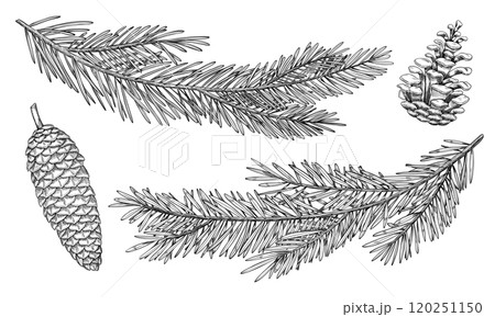 Vector illustration of Pine and Spruce Cone and branches. Outline Drawing with fir Christmas tree for New Year greeting cards or holiday invitations. Black line art of Coniferous twigs for Xmas. Vector illustration of Pine and Spruce Cone and branches. Outline Drawing with fir Christmas tree for New Year greeting cards or holiday invitations. Black line art of Coniferous twigs for Xmas. 120251150