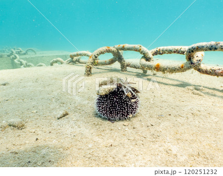 Anchor chain on the bottom of the Adriatic Sea near Losinj, Croatia 120251232