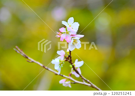 小原ふれあい公園・四季桜 120251241