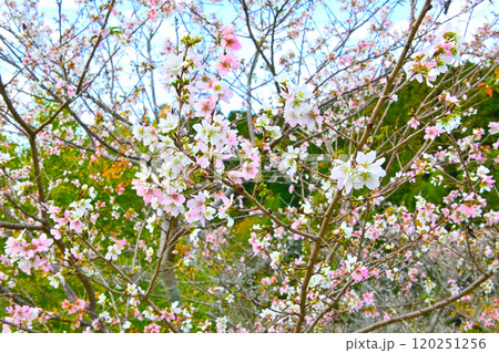 小原ふれあい公園・四季桜 小原ふれあい公園・四季桜 120251256