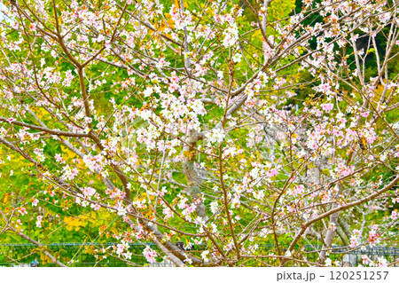 小原ふれあい公園・四季桜 小原ふれあい公園・四季桜 120251257
