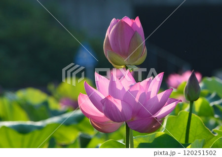 ハスの花(埼玉県美里町) ハスの花(埼玉県美里町) 120251502