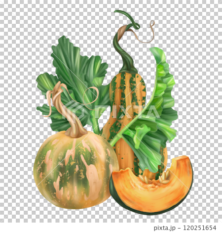 Sustainable gardening, farming, pumpkin cultivation. Health conscious nutrition, conservation care of nature. Organic vegetable seasonal food. Garden plants, agriculture. Isolated illustration Sustainable gardening, farming, pumpkin cultivation. Health conscious nutrition, conservation care of nature. Organic vegetable seasonal food. Garden plants, agriculture. Isolated illustration 120251654