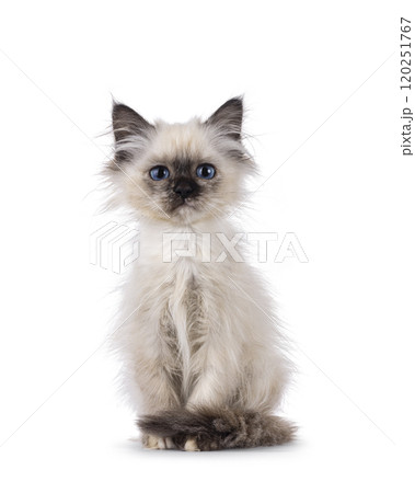 Funny Birman cat on white background Funny Birman cat on white background 120251767