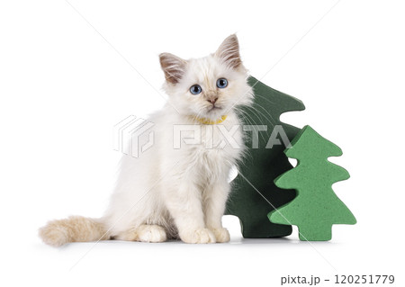 Sacred Birman cat kitten on white background Sacred Birman cat kitten on white background 120251779