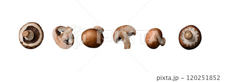 Raw uncooked champignon mushrooms isolated Raw uncooked champignon mushrooms isolated 120251852