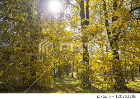 Autumn forest with yellow leaves and fallen leaves Autumn forest with yellow leaves and fallen leaves 120252186