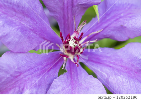 Fragment of a bright flower large 120252190