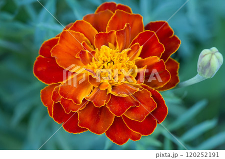 Orange flower large. Marigold 120252191
