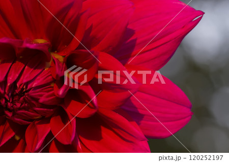 Closeup of red flower petals Closeup of red flower petals 120252197
