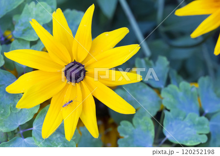 Yellow flower close-up on green background Yellow flower close-up on green background 120252198