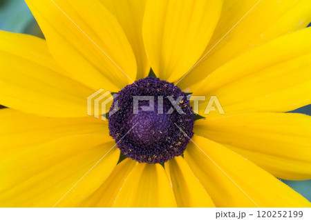 Fragment of a yellow flower close up 120252199