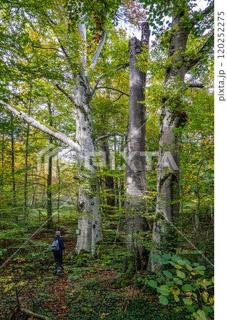 Autumn view at Bernrieder Park on Lake Starnberg, Bavaria, Upper Bavaria, Germany 120252275