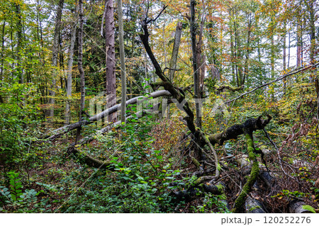 Autumn view at Bernrieder Park on Lake Starnberg, Bavaria, Upper Bavaria, Germany 120252276