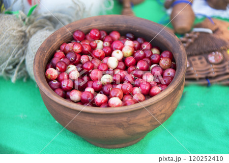 Cranberries in a clay pot 120252410
