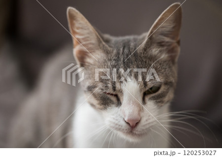 Domestic tabby cat with conjunctivitis 120253027