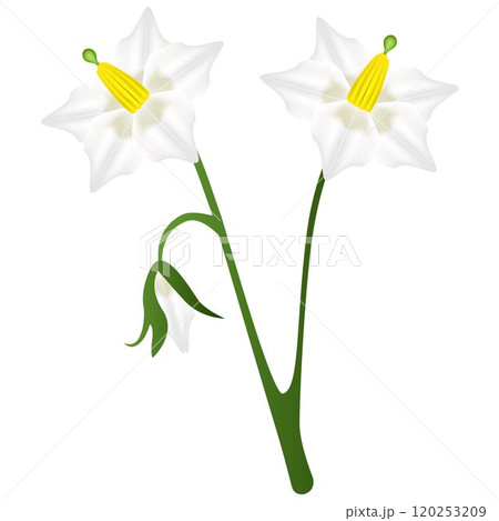 A white flowers of a potato plant. A white flowers of a potato plant. 120253209