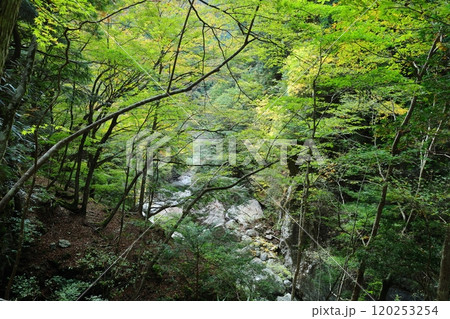 【奈良県天川村】みたらい渓谷ウォーキングコース 120253254