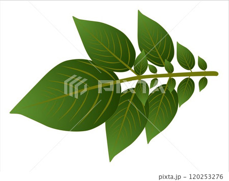 Leaves of a potato bush, Isolated on white background. 120253276