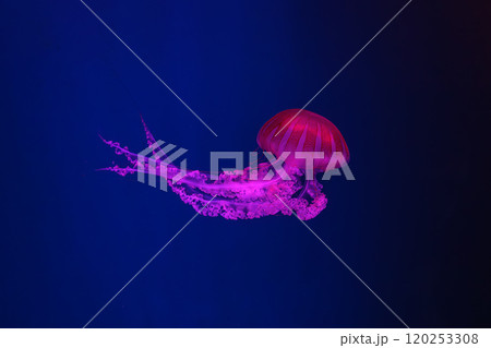 Jellifish South american sea nettle, Chrysaora plocamia swimming in aquarium with illumination 120253308
