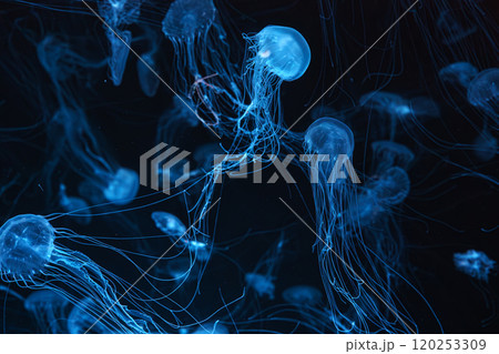 Group of Atlantic sea nettle jellyfish floating in illuminated aquarium with blue neon light 120253309