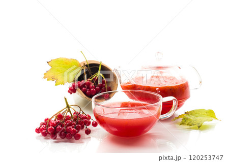 tea from ripe red viburnum isolated on white background tea from ripe red viburnum isolated on white background 120253747