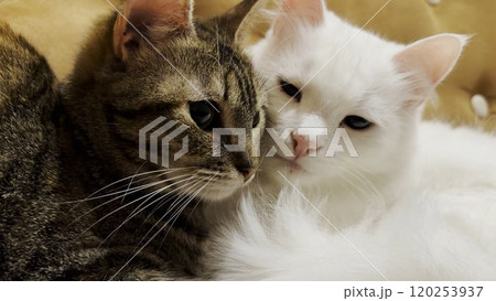Cute domestic cats lying on sofa at home. Portrait of beautiful striped and white kittens indoor. Family couple feline resting together. Concept of adorable animals. Close up 120253937