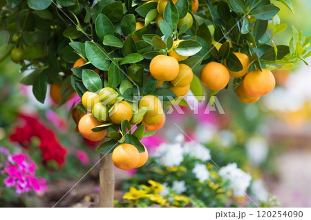 Branch with ripe mandarins and green leaves on growing evergreen citrus tree on street of Capri, Italy 120254090