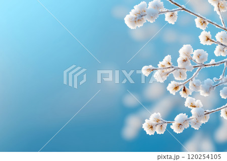 delicate winter festive background with a branch covered with frost like flowers delicate winter festive background with a branch covered with frost like flowers 120254105