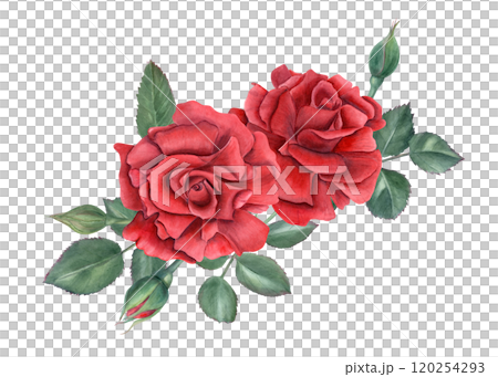 Garden dark red rose bouquet watercolor illustration. Blooming flowers, buds and green leaves painting in realistic style. for wedding greetings, for memory day cards, invitations 120254293
