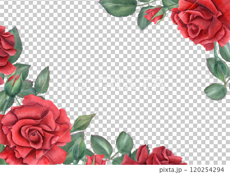 Vibrant red roses. Scarlet flowers with green leaves. Intertwining rose stems with bud. Blooming summer plant. Horizontal frame with empty space. Watercolor illustration. Memorial day, birthday design 120254294