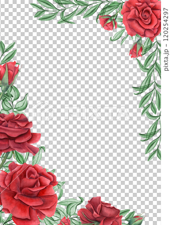 Red rose flowers, abstract leaves watercolor vertical rectangle frame. Summer garden blooming deep ruby roses with eucalyptus. Empty space for text. Template for invitations, greeting cards 120254297