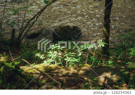 Konigssee Lake in Bavaria Germany with Church by the Lake White Boat Forested Mountain and Beautiful Sunny Trekking in Berchtesgaden German Alps. High quality photo 120254361