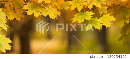 Wide autumn background with yellow maple leaves, season is fall, shallow depth of field Wide autumn background with yellow maple leaves, season is fall, shallow depth of field 120254392