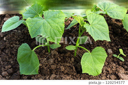 Sprout of a cucumber. Cucumber seedling. Sprout of a cucumber. Cucumber seedling. 120254577