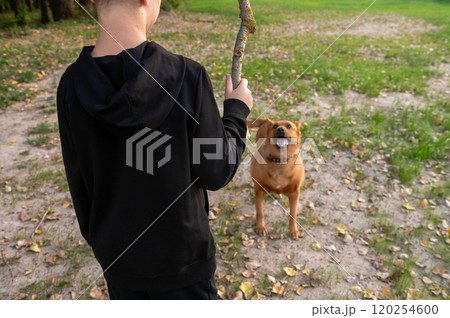 Boy Playing Fetch with Excited Dog in Park Thankful For My Dog Day Boy Playing Fetch with Excited Dog in Park Thankful For My Dog Day 120254600