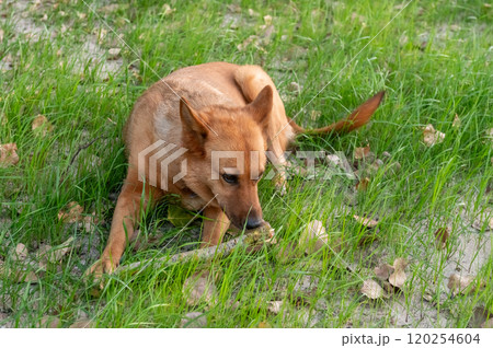 Alert Brown Dog Lying on Grass Outdoors Thankful For My Dog Day Alert Brown Dog Lying on Grass Outdoors Thankful For My Dog Day 120254604