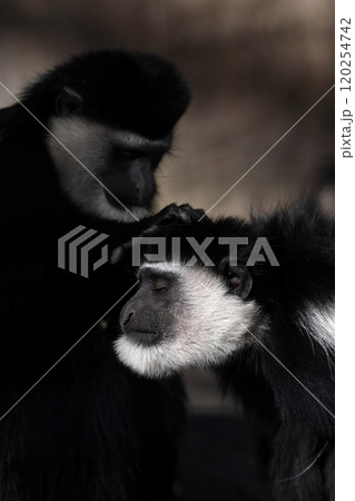 頭の毛繕いをするアビシニアコロブスたち 120254742