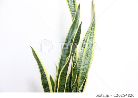 観葉植物サンスベリア 120254826