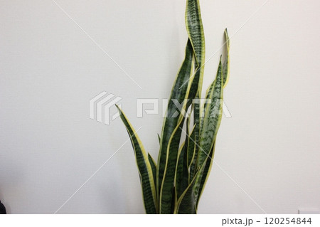 観葉植物サンスベリア 120254844