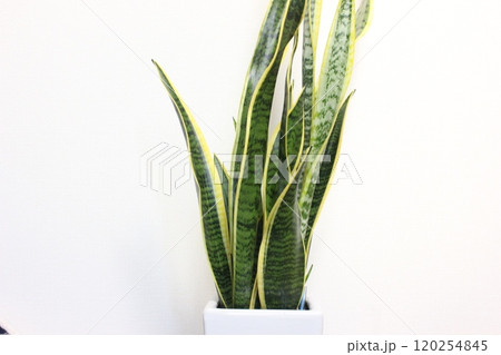 観葉植物サンスベリア 120254845