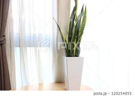 観葉植物サンスベリア 120254855