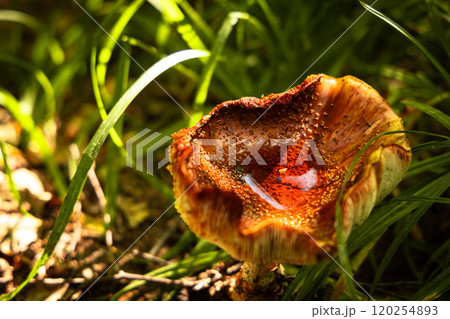 Golden-hued mushroom cradles a droplet of dew in a lush, sunlit forest clearing during early morning hours 120254893