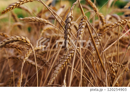 Golden wheat field swaying in the gentle breeze on a sunny afternoon amid a picturesque rural landscape 120254903