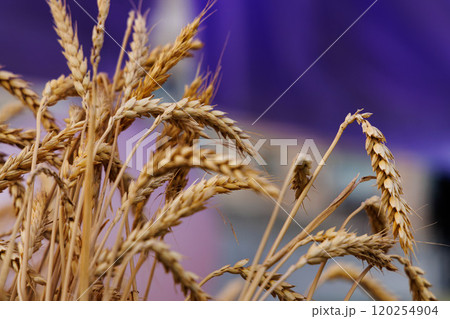 Golden wheat stalks gracefully swaying under the gentle breeze during a vibrant autumn day 120254904